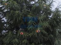 2012.12新西兰圣诞树-2012.12新西兰圣诞树06-enhance