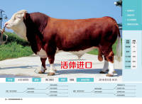 41218763活体进口