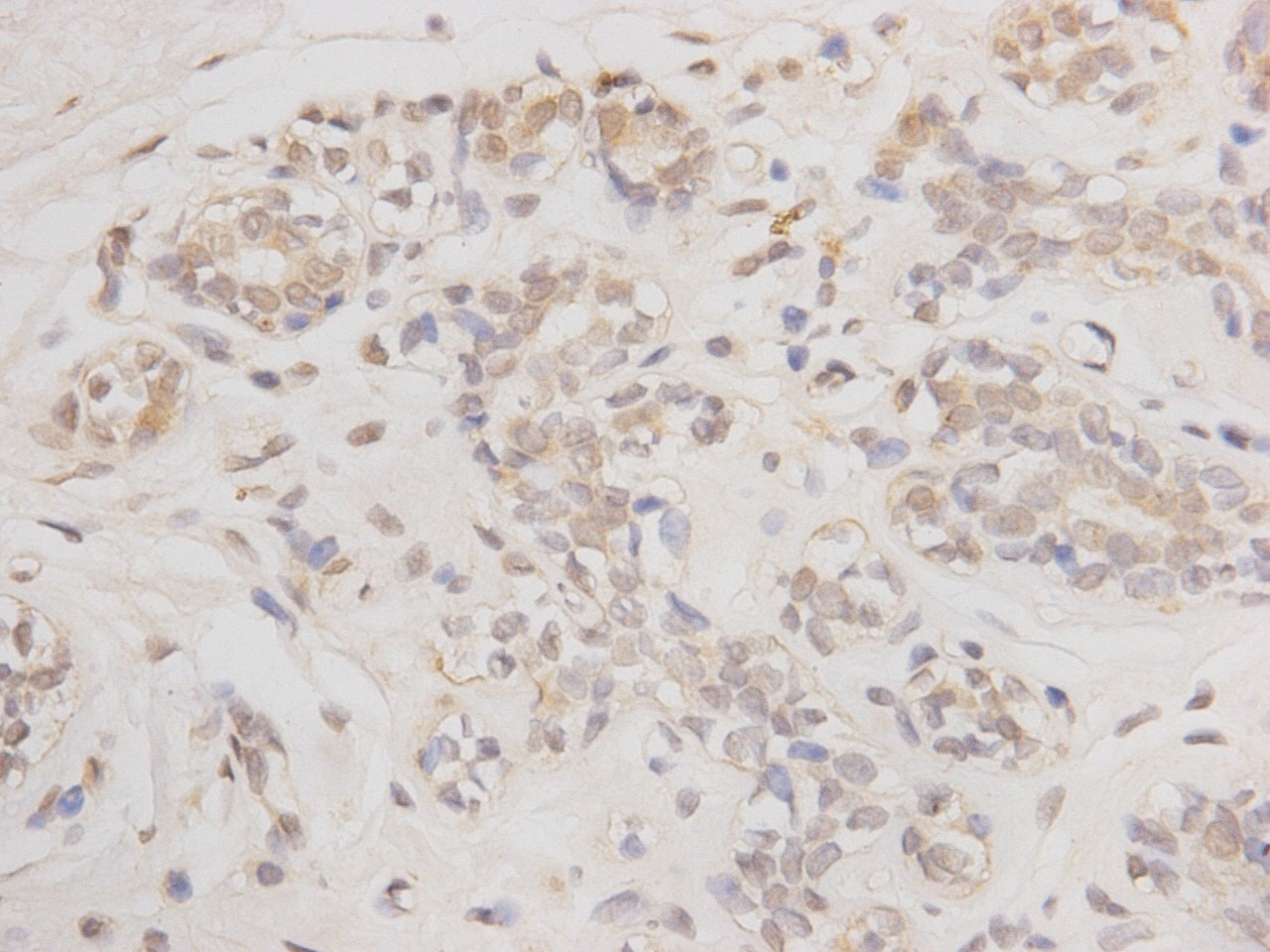 BMA1007-IHC-P