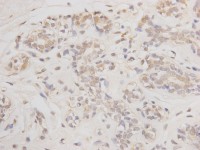 BMA1007-IHC-P