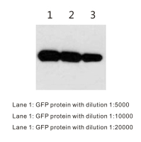 BTL1007-WB-GFPtag