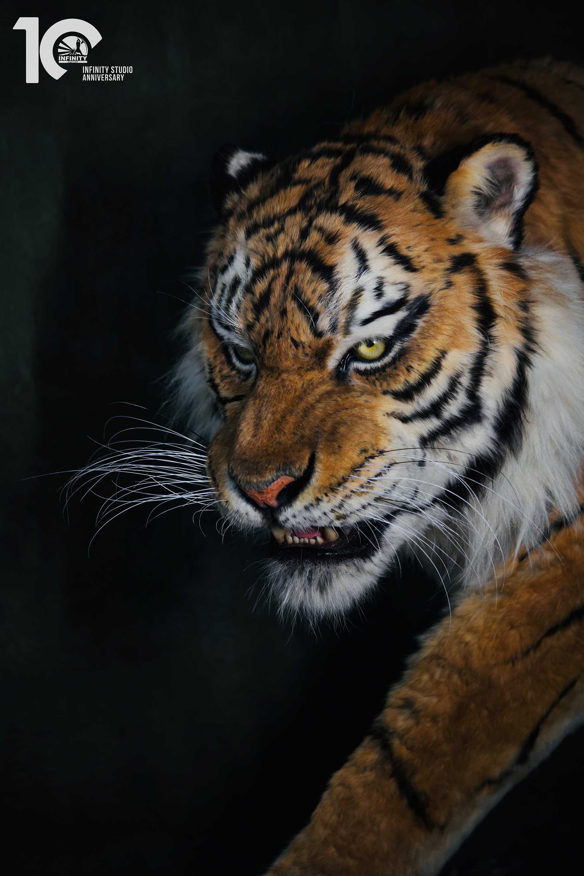 东北虎_全部官图-img_v3_00jq_6d01000b-00a0-4654-ac56-bdfcbdbc94ag拷贝