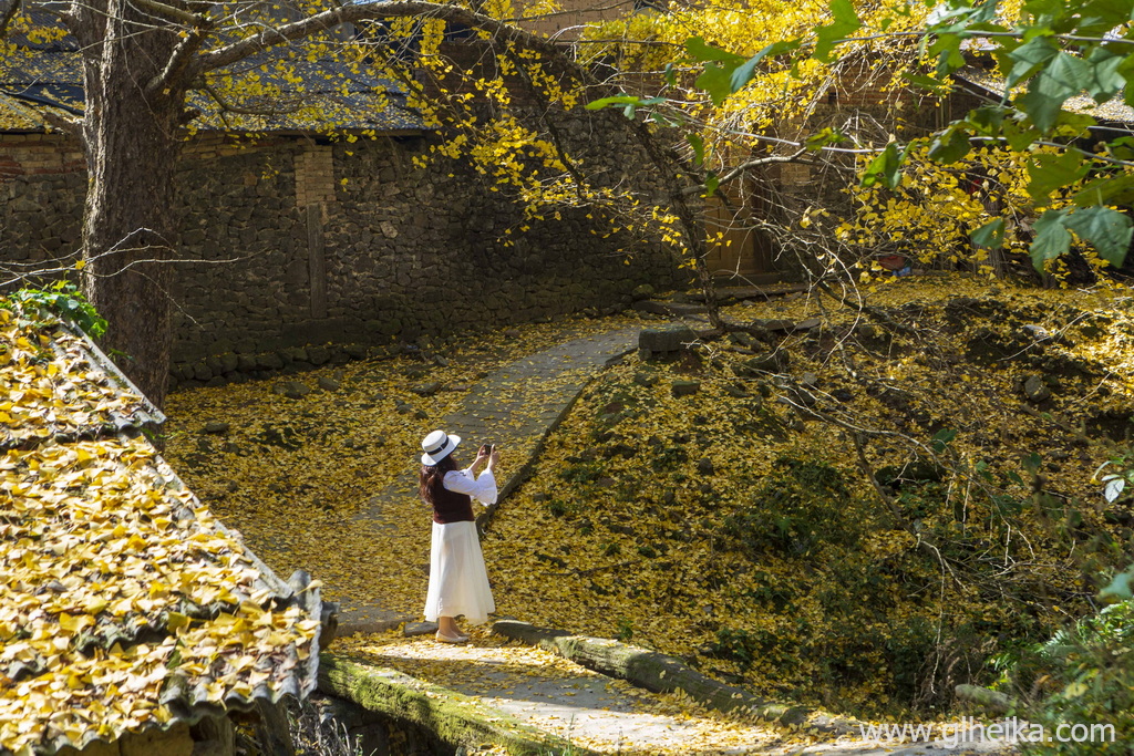 美丽的海洋 桂林银杏之乡 桂林摄影攻略