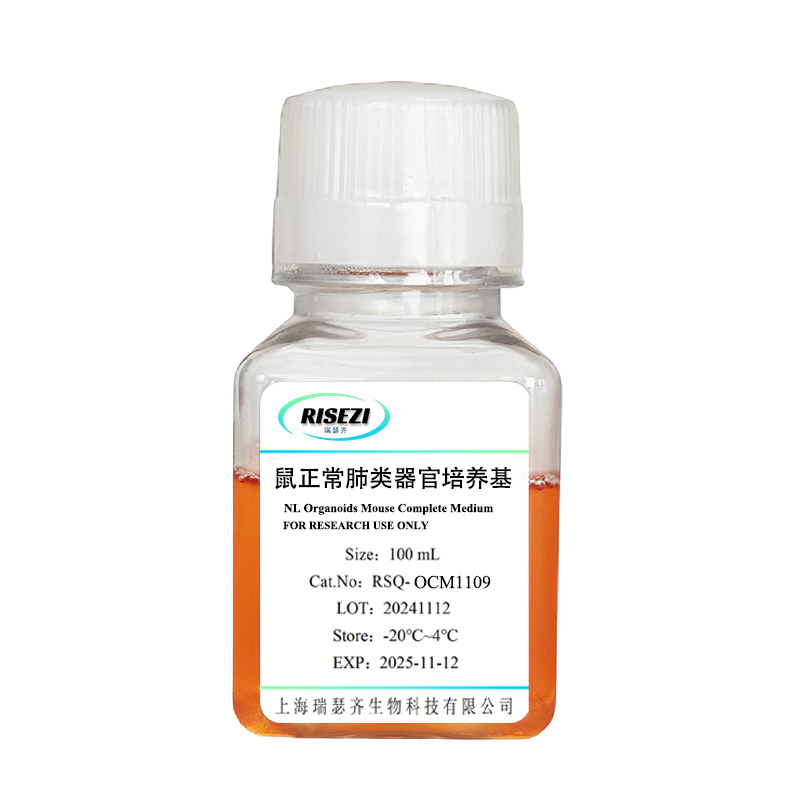鼠肺-100