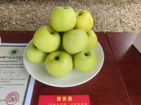 施甸佳霖农业富硒苹果图片-施甸佳霖富硒苹果-03