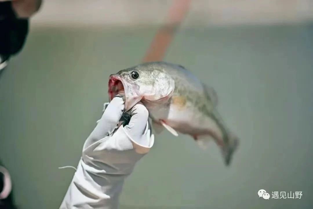 路亚教学及体验