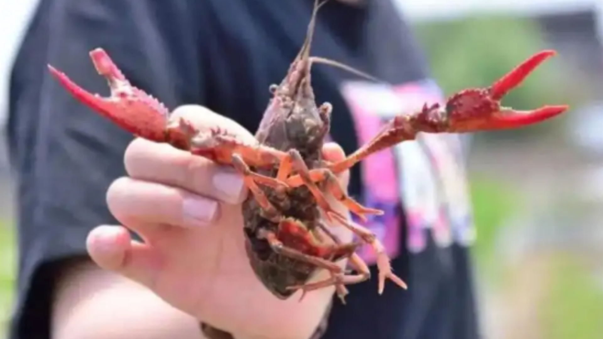 小龙虾垂钓