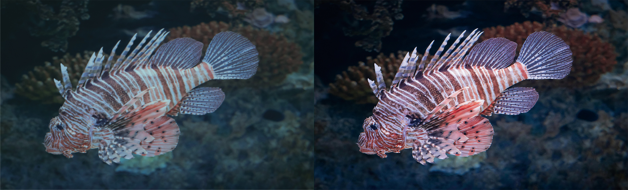 纯图-无文字版-海雀-纯图-高清对比