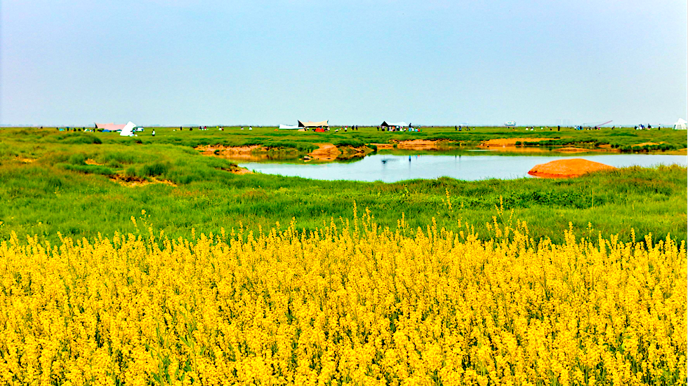 行尽岳阳三百里 春风都在花枝里