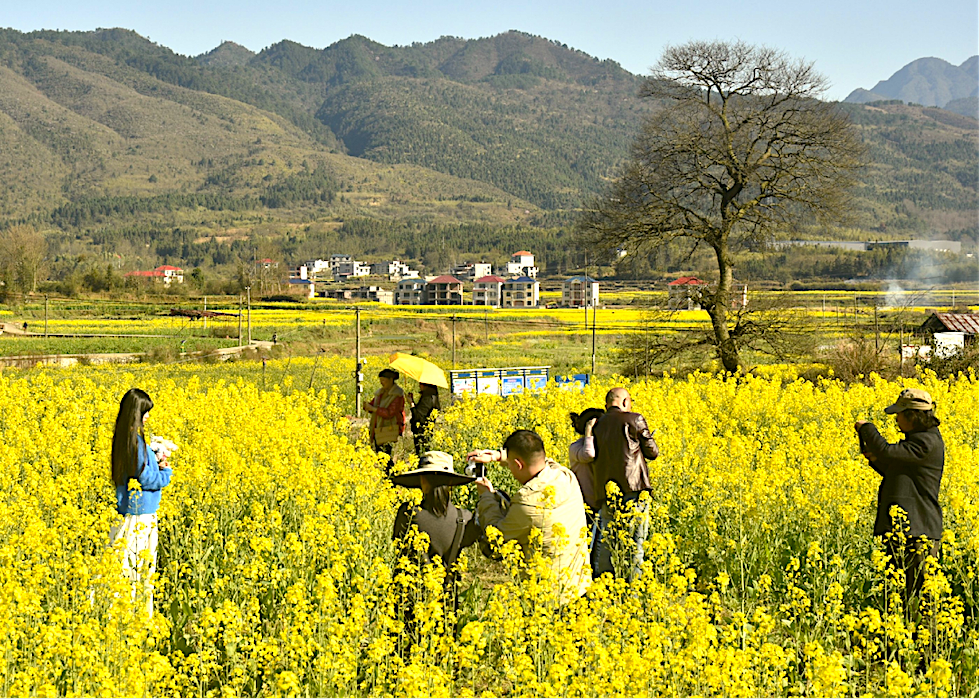 千亩油菜竞芬芳 醉美春日入画来