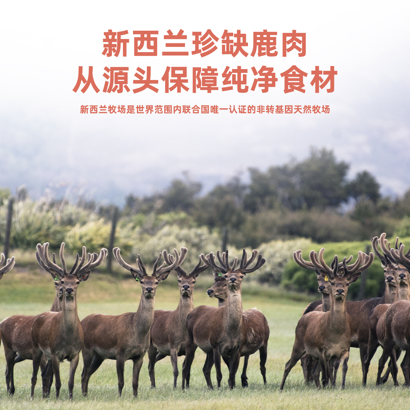 猫罐头鹿肉款主图画板1