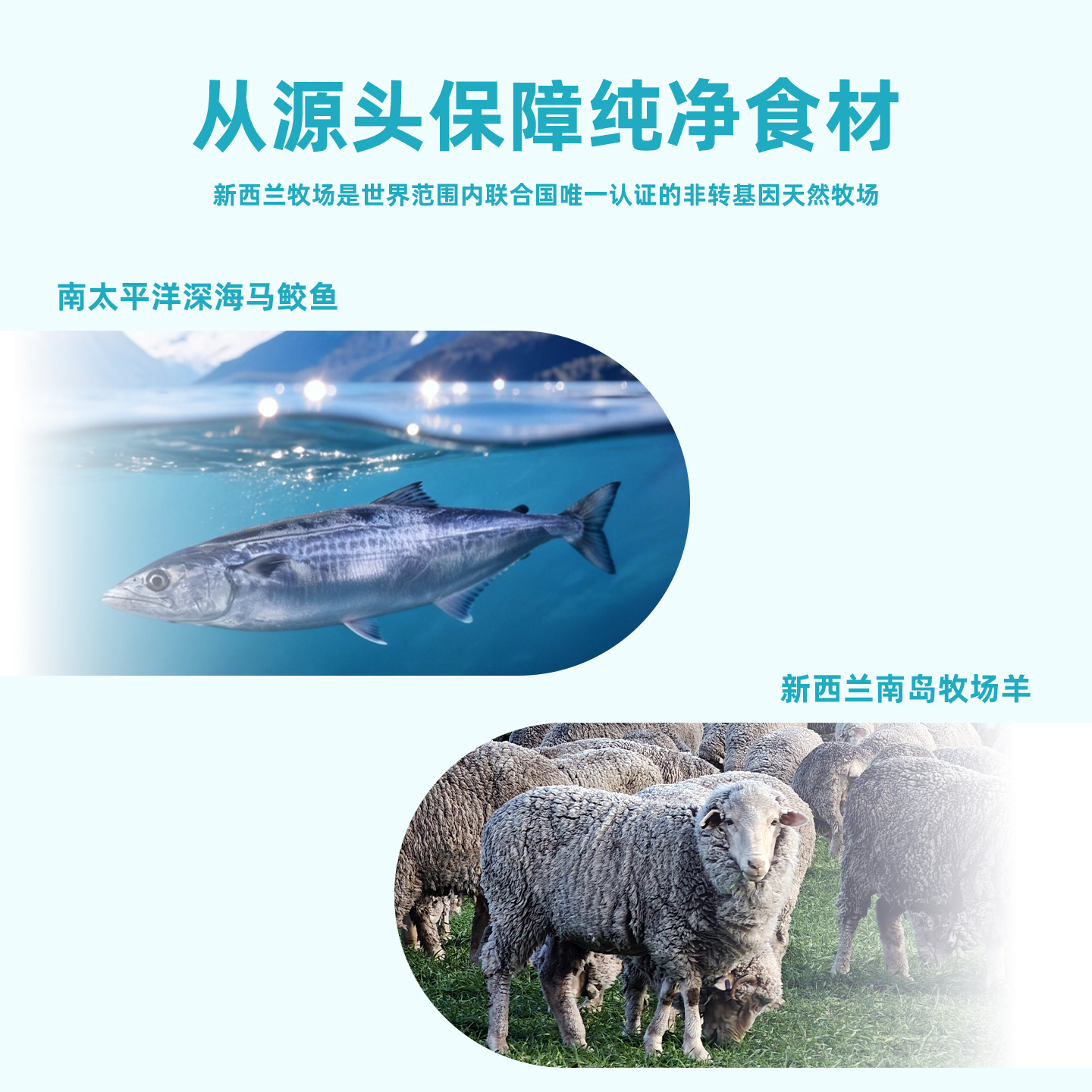 犬罐头羊肉马鲛鱼款主图画板1