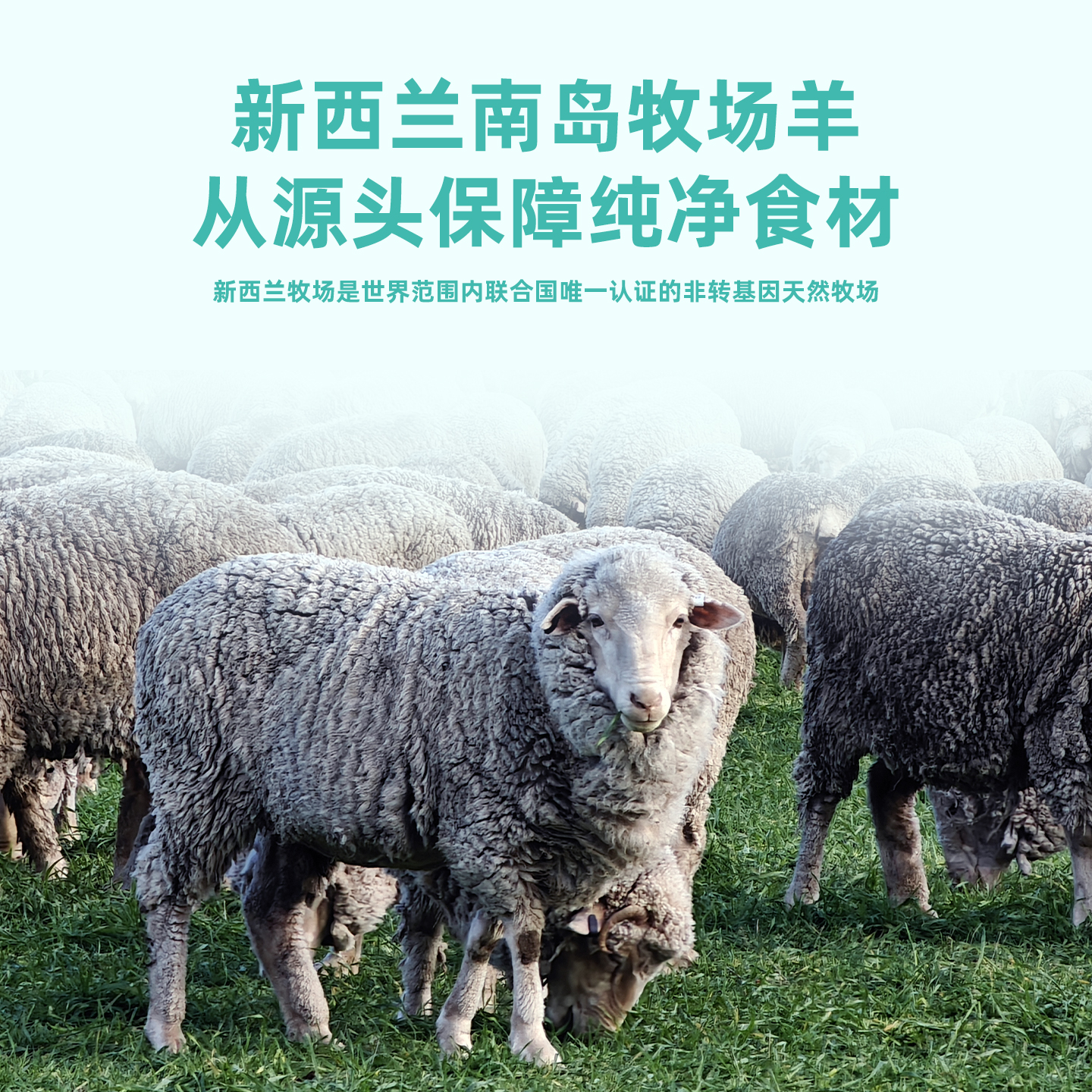 犬罐头羊肉款主图画板1