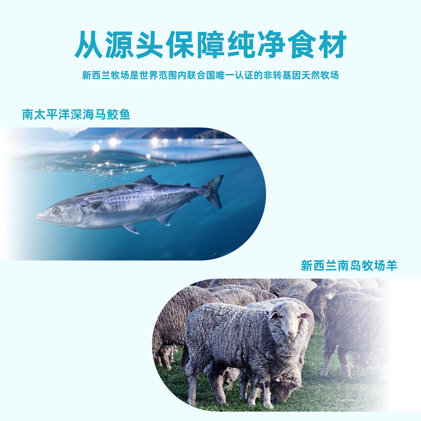 猫罐头羊肉马鲛鱼款主图画板1