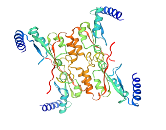 全能核酸酶 （Benzonase Nuclease）