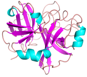 重组牛肠激酶 （Recombinant Bovine Enterokinase）