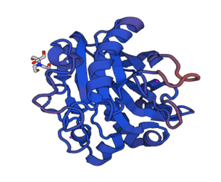 脱氧核糖核酸酶 I（DNase I）